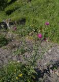 Carduus thoermeri. Цветущее растение. Кабардино-Балкария, Зольский р-н, долина Джилы-Су. 27.07.2012.