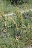 Rumex crispus