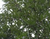 Celtis julianae. Ветви. Нидерланды, г. Venlo, \"Floriada 2012\". 11.09.2012.