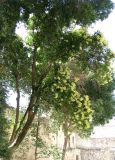 Ligustrum ovalifolium. Дерево с соцветиями в стадии бутонизации. Франция, Прованс, г. Авиньон, у Папского дворца. 26.06.2012.