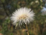 Sonchus arvensis. Соплодие. Украина, г. Запорожье, пос. Солнечный, балка, поросший травой участок между деревьями. 29.09.2012.