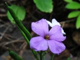 Erysimum bicolor