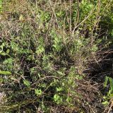 Pimpinella tragium