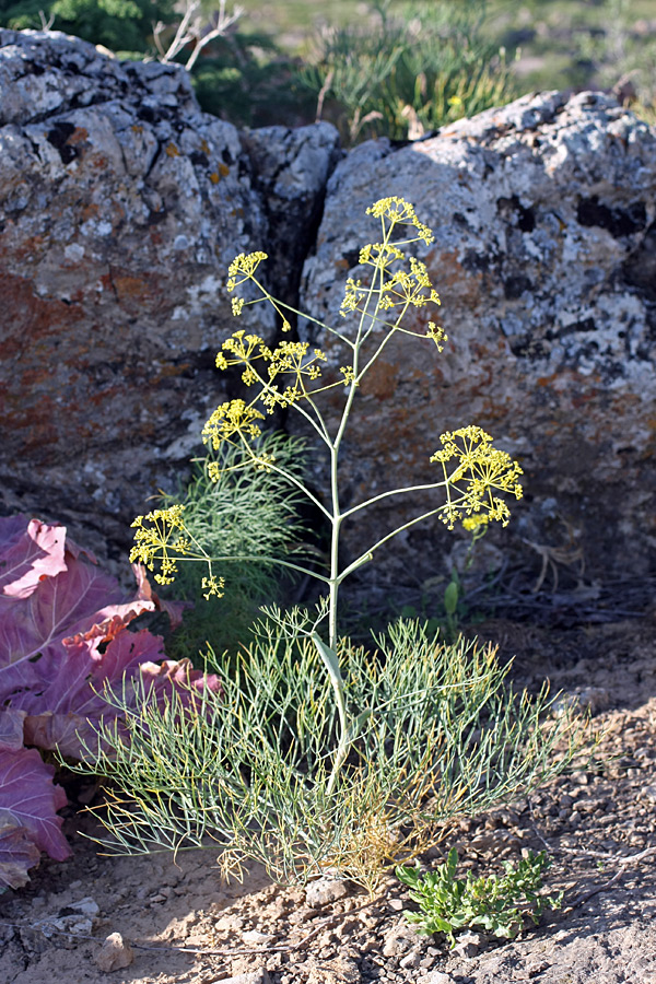 Изображение особи Ferula leucographa.