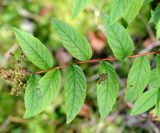 Spiraea schlothgauerae