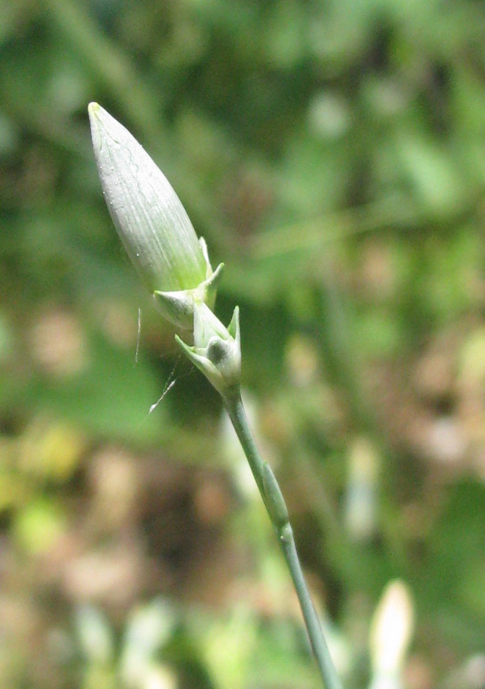 Image of Dianthus marschallii specimen.