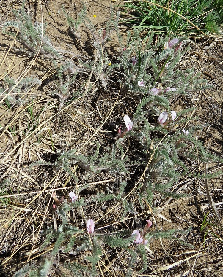 Изображение особи Astragalus testiculatus.