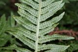 Polypodium interjectum