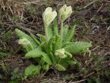 Primula macrocalyx