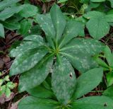 Helleborus caucasicus