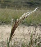 Bothriochloa ischaemum. Соцветие. Краснодарский край, склон высокого берега р. Ея между станицами Кущёвская и Кисляковская (Бугелы). 18.09.2009.