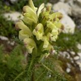 Pedicularis chroorrhyncha