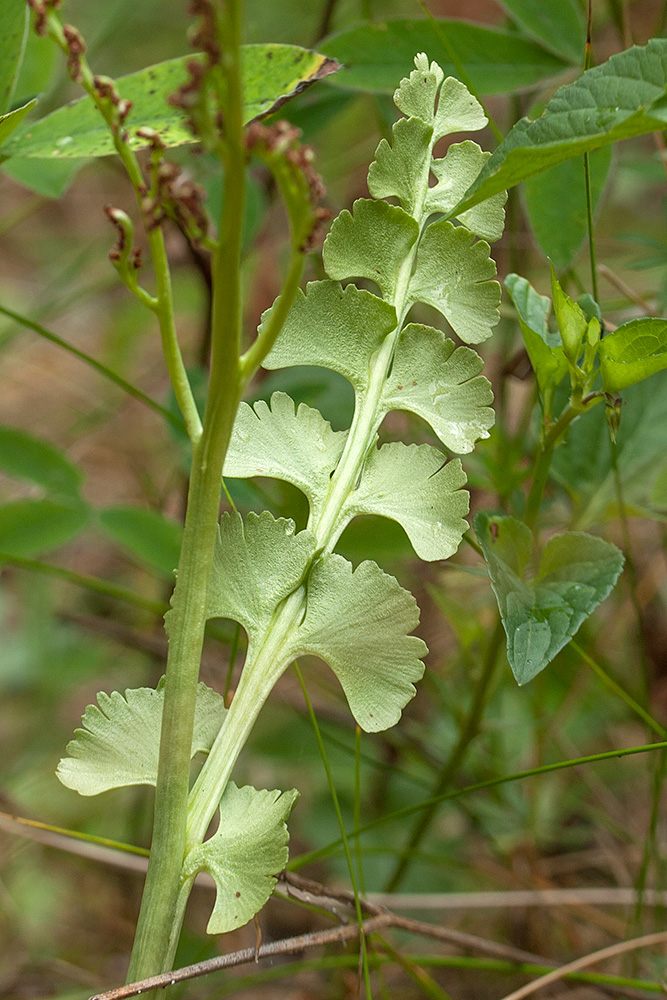 Image of Botrychium lunaria specimen.