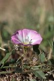 Convolvulus arvensis