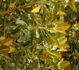 Ficus macrophylla. Верхушки веточек плодоносящего растения. Испания, Андалусия, г. Севилья, озеленение. Август 2015 г.