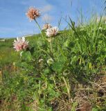 Trifolium ambiguum. Цветущие растения. Адыгея, Кавказский биосферный заповедник, склон горы Абадзеш, ≈ 2100 м н.у.м., субальпийский луг. 28.06.2015.