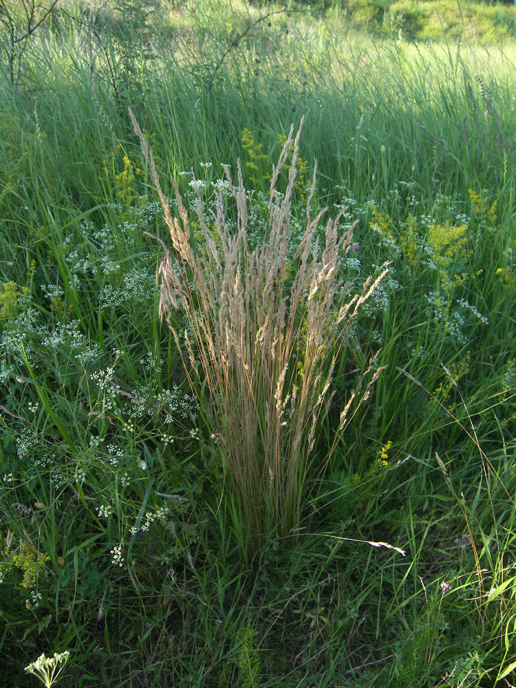 Изображение особи Festuca valesiaca.