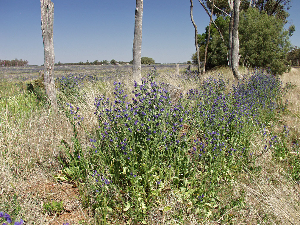 Изображение особи Echium plantagineum.