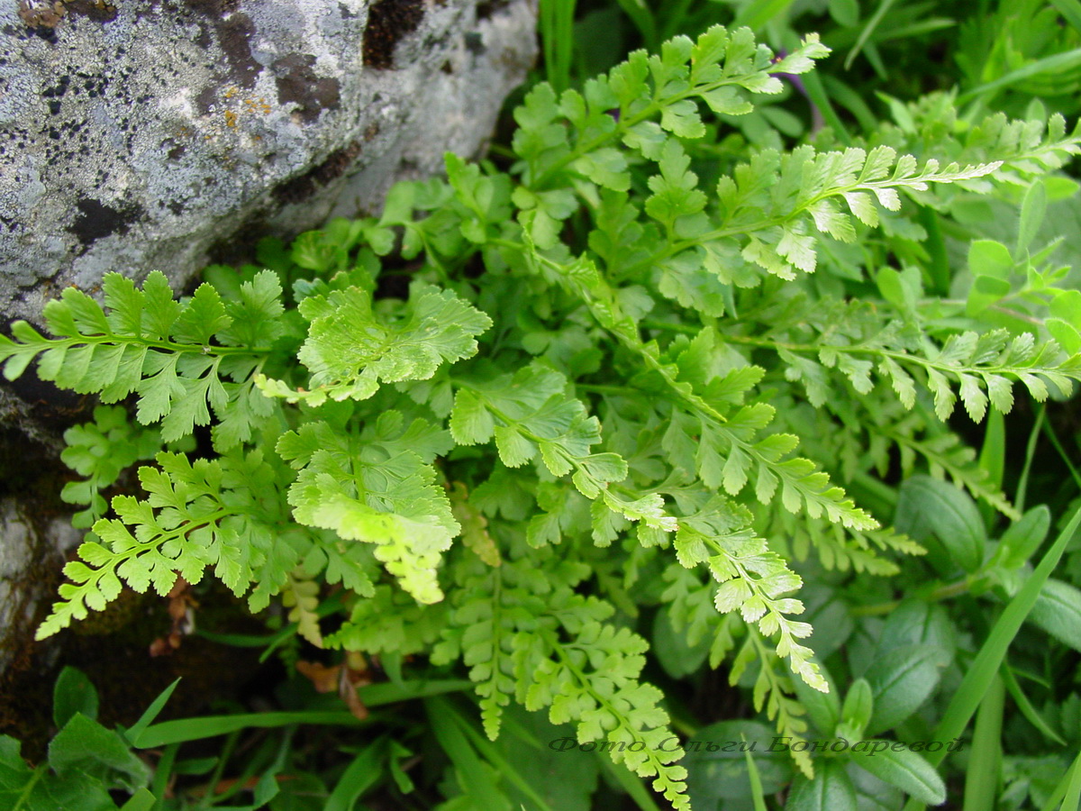 Изображение особи Asplenium woronowii.