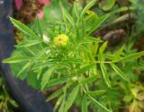 Tagetes erecta