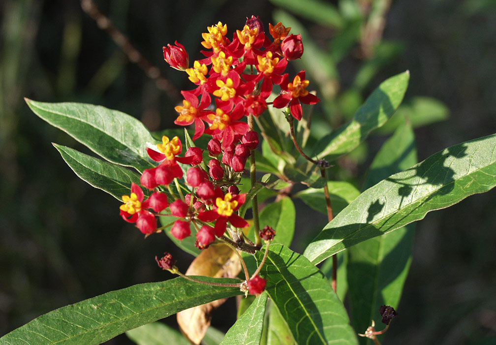 Изображение особи Asclepias curassavica.