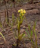 Petasites spurius. Цветущее растение. Башкортостан, Белорецкий р-н, долина р. Зилим ниже дер. Бакеево, правый берег. 7 мая 2017 г.