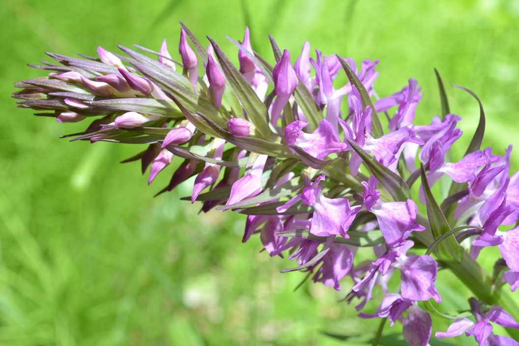 Изображение особи Dactylorhiza umbrosa.