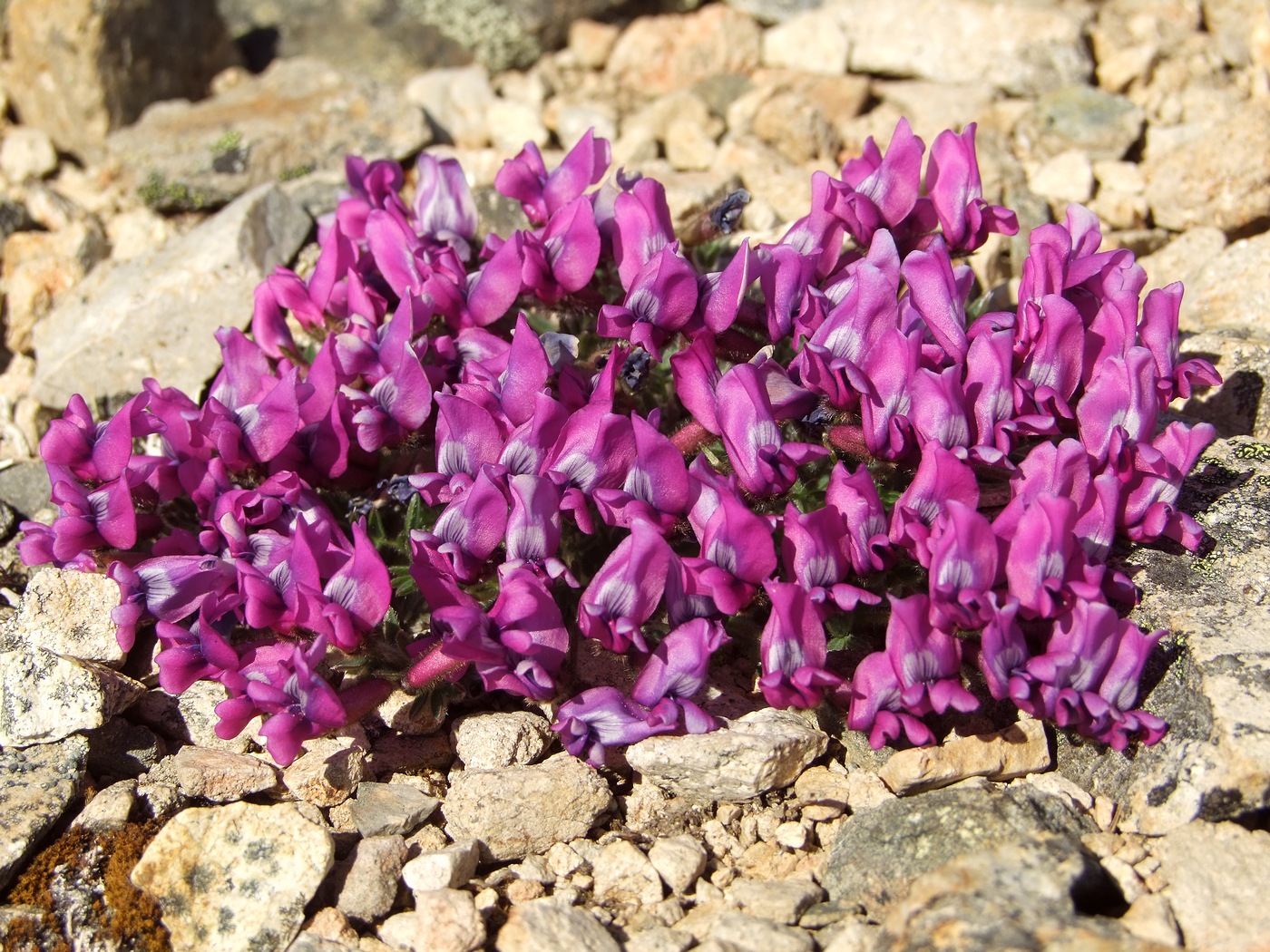 Изображение особи Oxytropis czukotica.