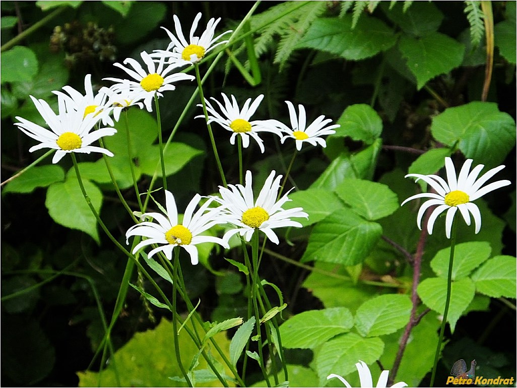 Изображение особи Leucanthemum waldsteinii.