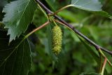 Betula pendula. Часть побега с соплодием. Республика Адыгея, Майкопский р-н, Кавказский биосферный заповедник, восточное подножие горы Фишт, территория туристского приюта \"Фишт\", луг, выс. ок. 1590 м н.у.м. 15.07.2017.