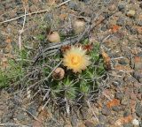 Ferocactus wislizeni