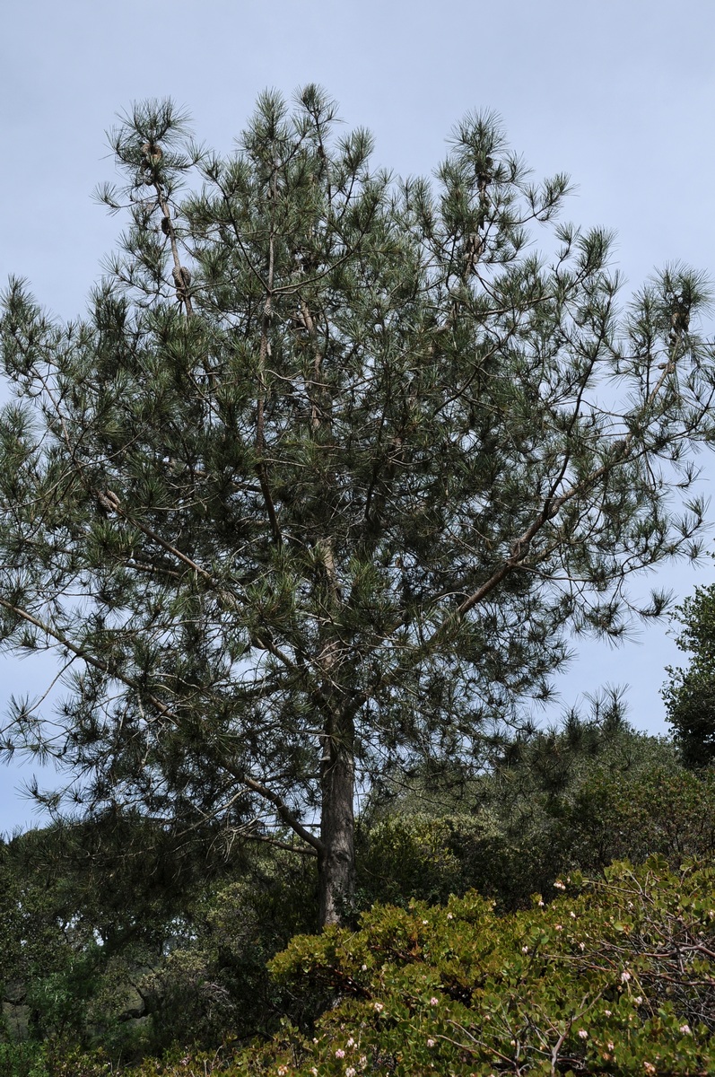 Изображение особи Pinus attenuata.