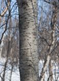 Sorbus aucuparia подвид glabrata. Часть ствола взрослого покоящегося растения. Мурманская обл., окр. пос. Росляково, разнотравный березняк. 08.04.2018.