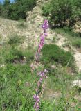 Polygala caucasica