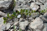 Convolvulus arvensis