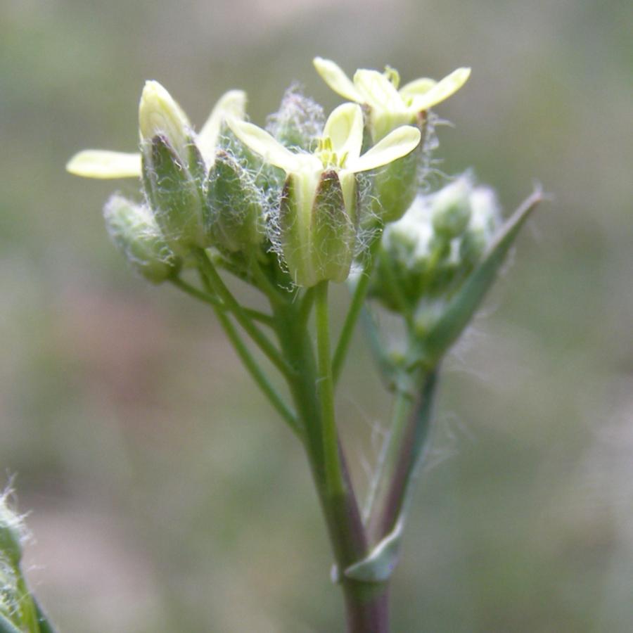 Изображение особи Camelina rumelica.