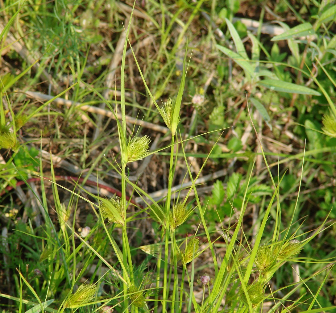 Изображение особи Carex bohemica.