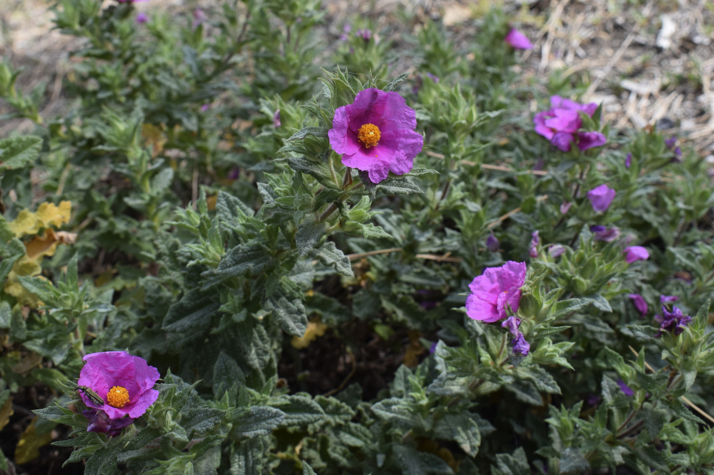 Изображение особи Cistus crispus.