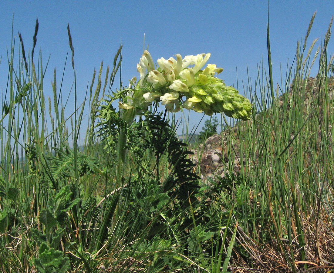 Изображение особи Pedicularis sibthorpii.