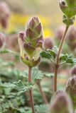 Scutellaria orientalis