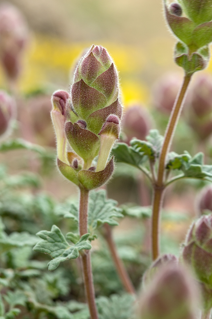 Изображение особи Scutellaria orientalis.