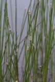 Eleocharis palustris