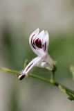 Andrographis paniculata