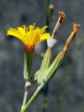 Chondrilla juncea. Соцветия и соплодие. Донецк, террикон. 10.07.2020.