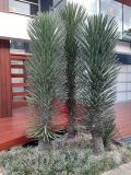 Yucca filifera