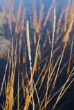 Calamagrostis neglecta. Соплодие. Мурманская обл., Кольский р-н, окр. с. Териберка к северу от оз. Секретарское, каменистая вороничная приморская тундра, в озерке. 19.09.2021.