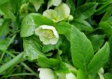 Helleborus orientalis. Цветок и часть листа. Москва, филиал Ботсада МГУ \"Аптекарский огород\", теневой сад, в культуре. 10.05.2022.