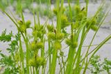 Carex capricornis