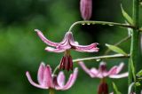 Lilium pilosiusculum. Распускающийся цветок. Алтайский край, окр. г. Белокуриха, опушка смешанного леса. 08.07.2021.