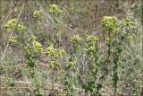 Origanum vulgare подвид viride